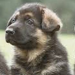 Meet your Posher, Caitlynne